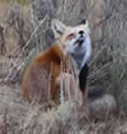 Fox Scratch